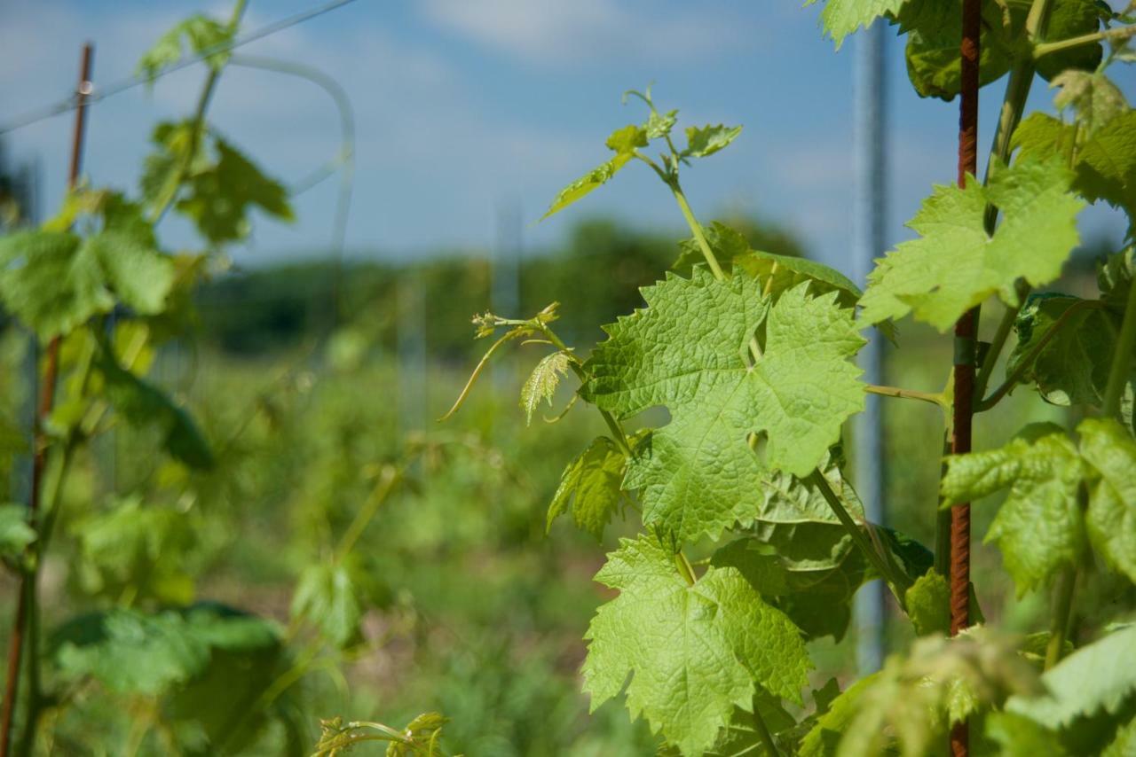 Agriturismo Albarello 索纳 外观 照片